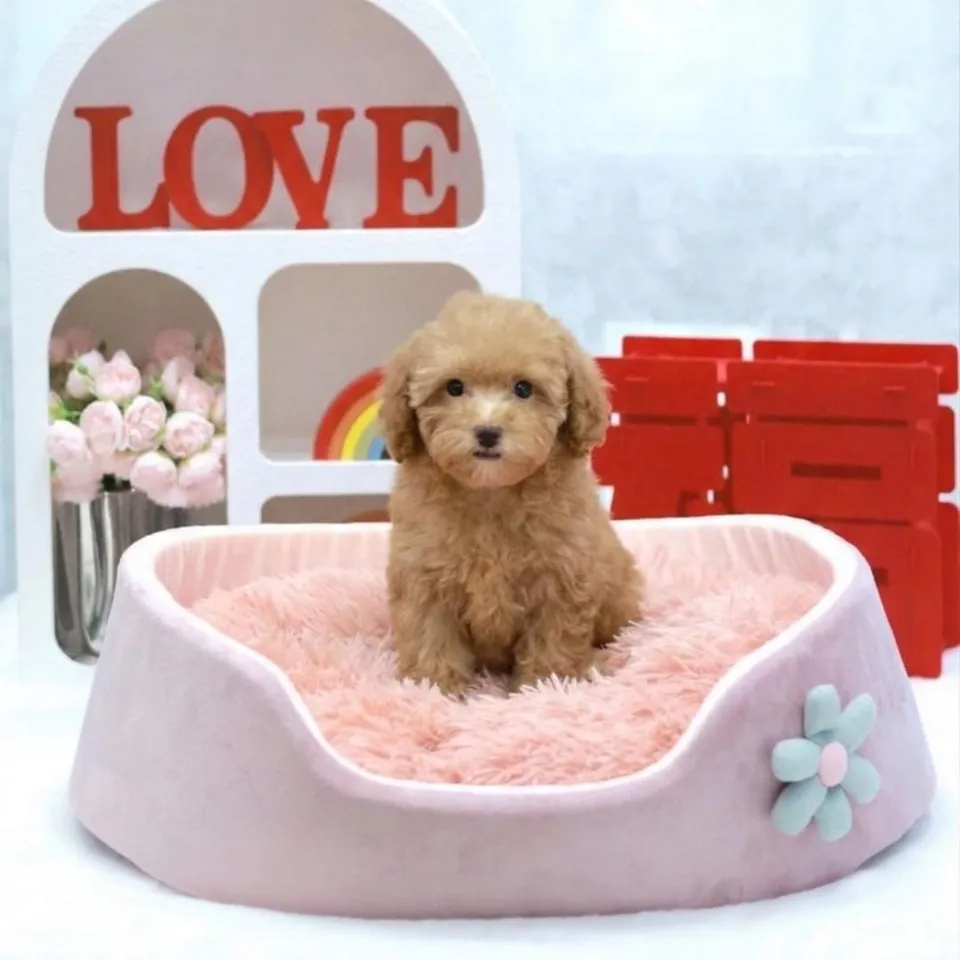 Marina, a Poodle puppy placed with a Singapore family