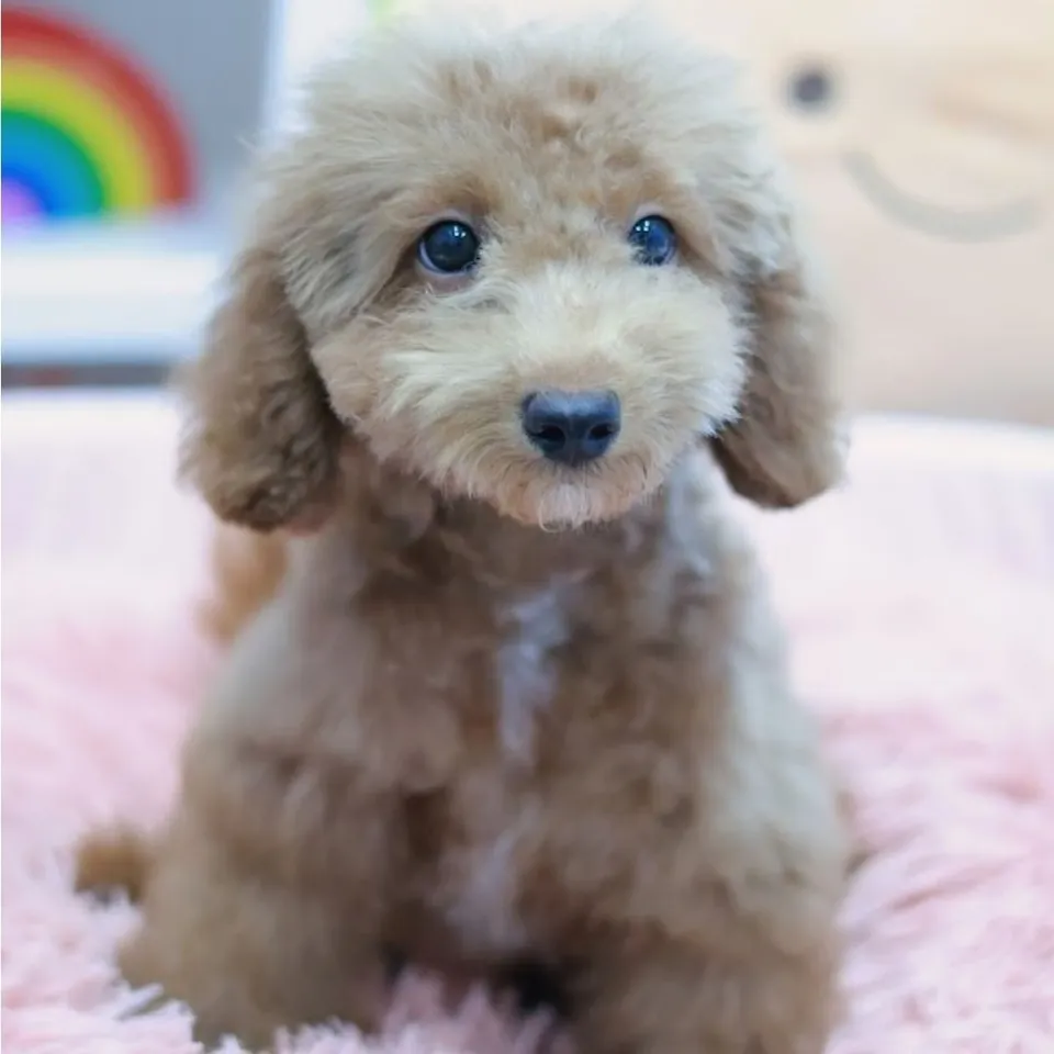 Peng, a Poodle puppy placed with a Singapore family