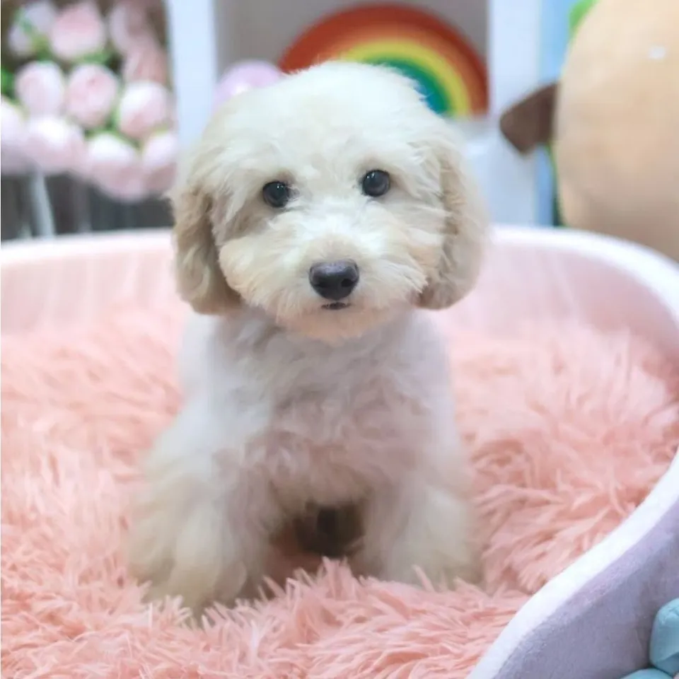 Bing, a Poodle puppy placed with a Singapore family