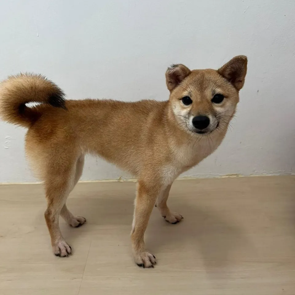 Susu, a Shiba Inu puppy placed with a Singapore family