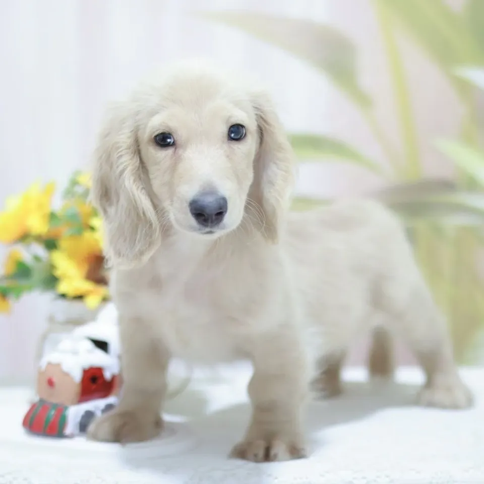 Bedok, a Dachshund puppy placed with a Singapore family