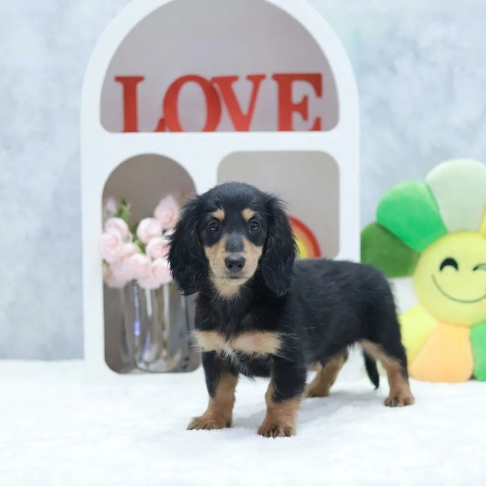 Longan, a Dachshund puppy placed with a Singapore family