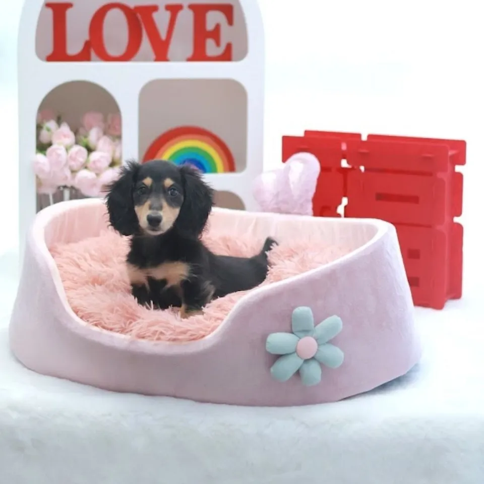 Rambutan, a Dachshund puppy placed with a Singapore family