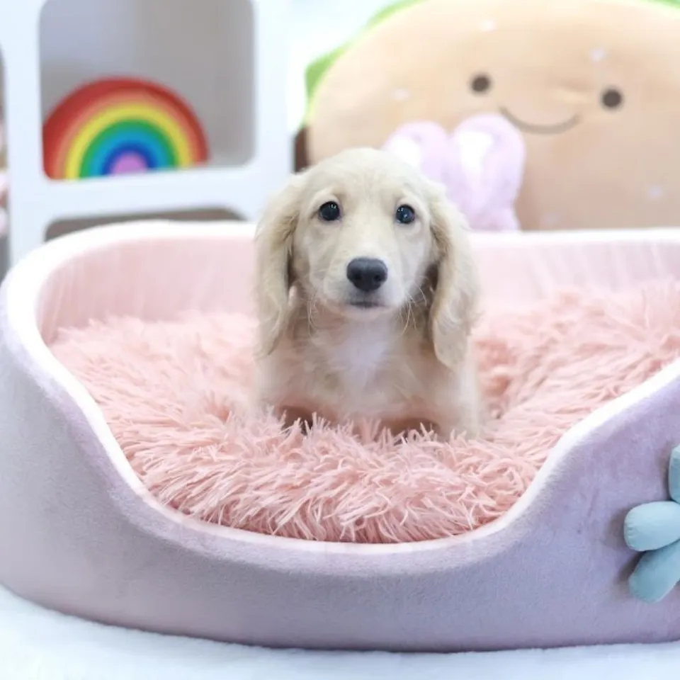 Katong, a Dachshund puppy placed with a Singapore family