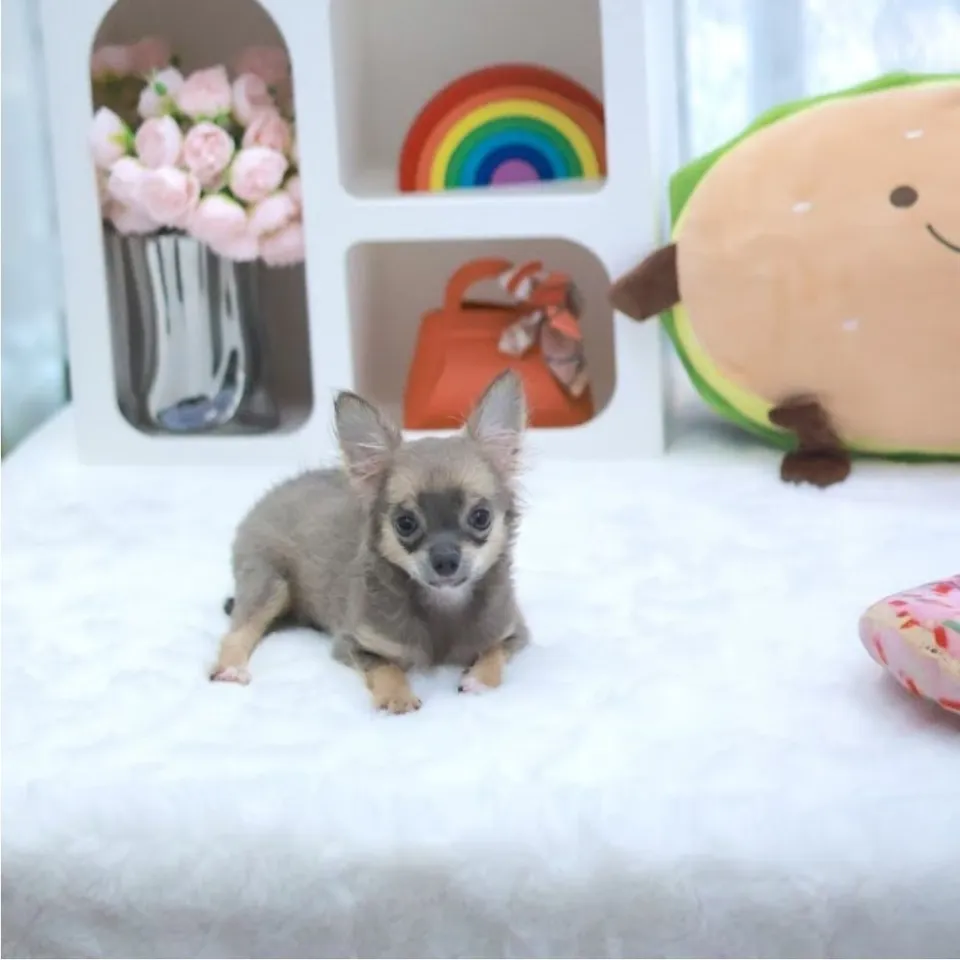 Ah Girl, a Chihuahua puppy placed with a Singapore family