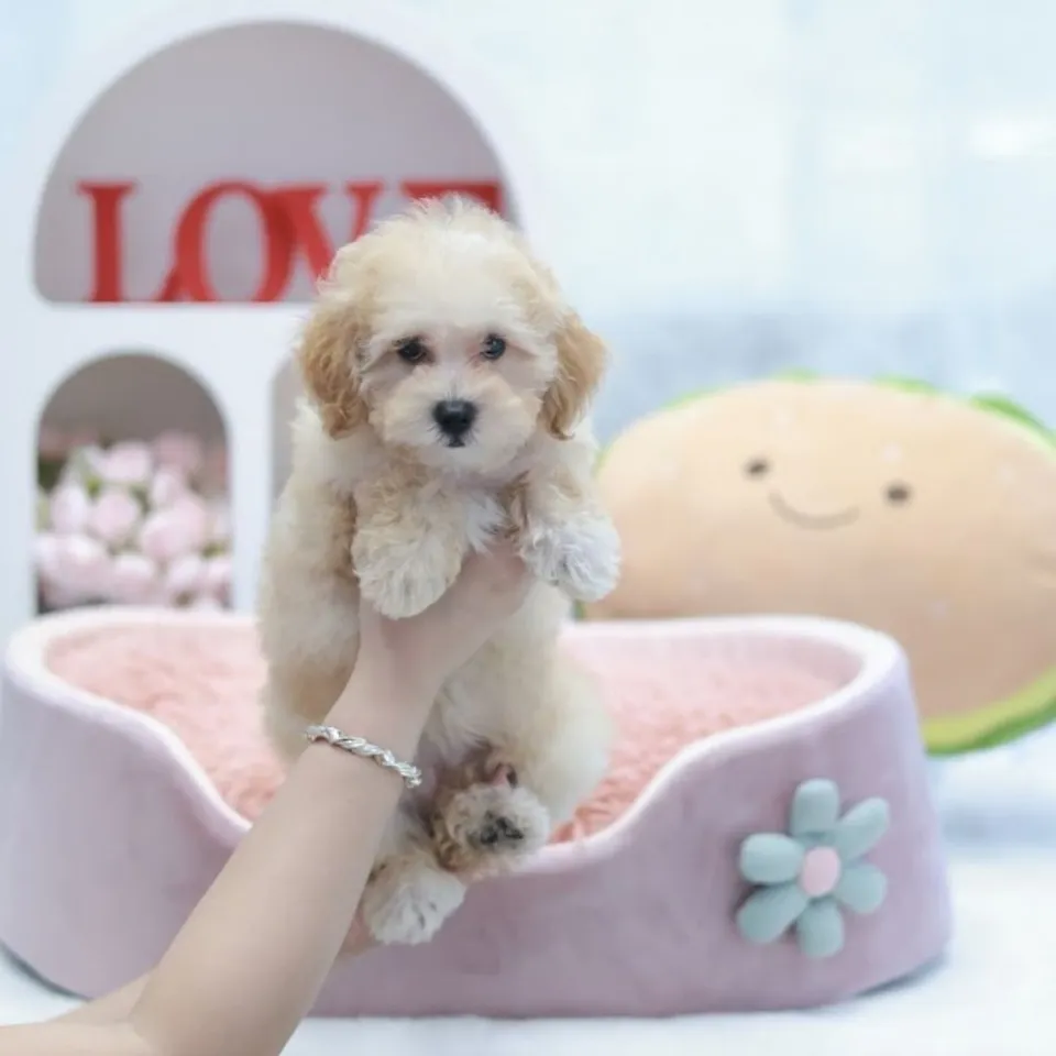 Xiao Bai, a Poodle puppy placed with a Singapore family