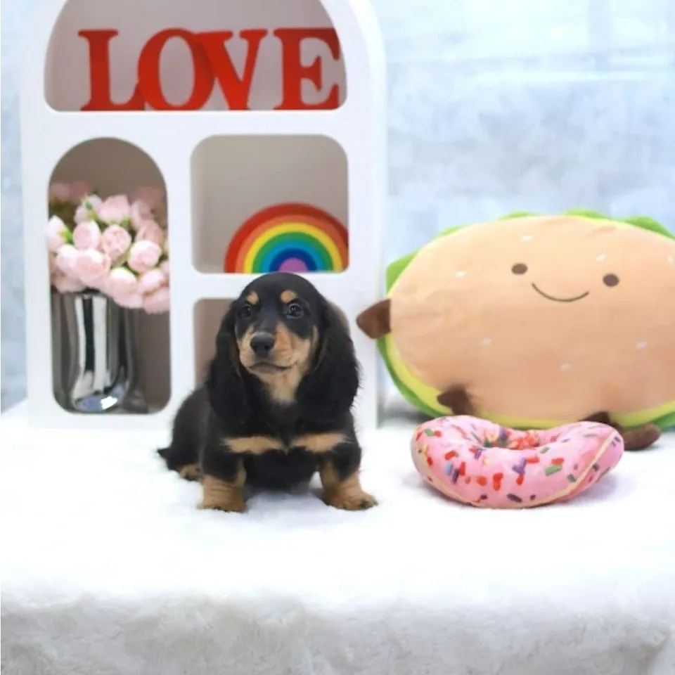 Half Boiled, a Dachshund puppy placed with a Singapore family