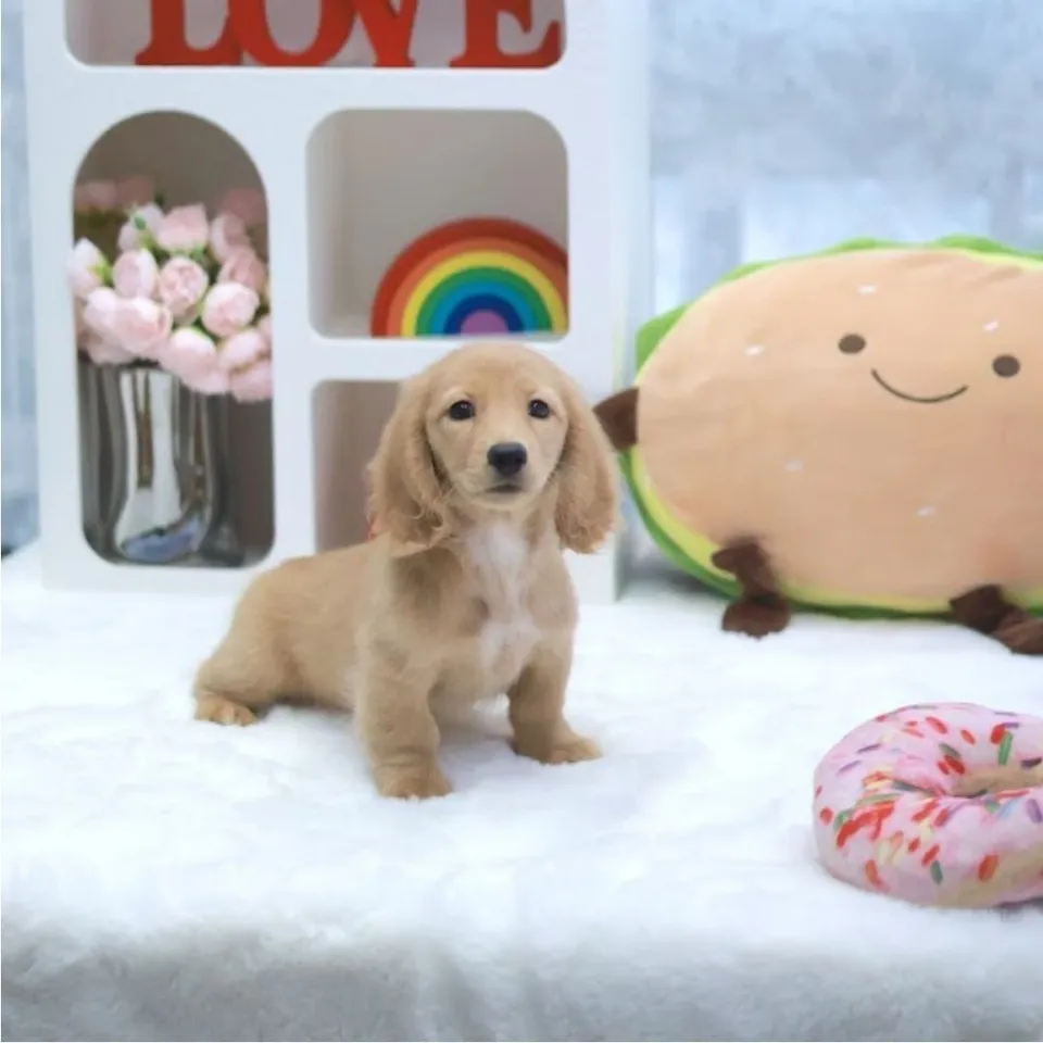 Kosong, a Dachshund puppy placed with a Singapore family