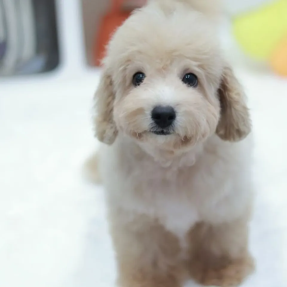 Merlion, a Poochon puppy placed with a Singapore family