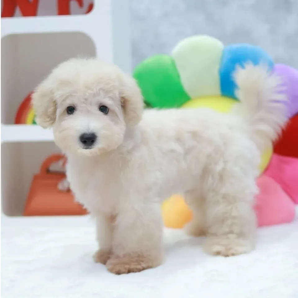 Nangka, a Poochon puppy placed with a Singapore family