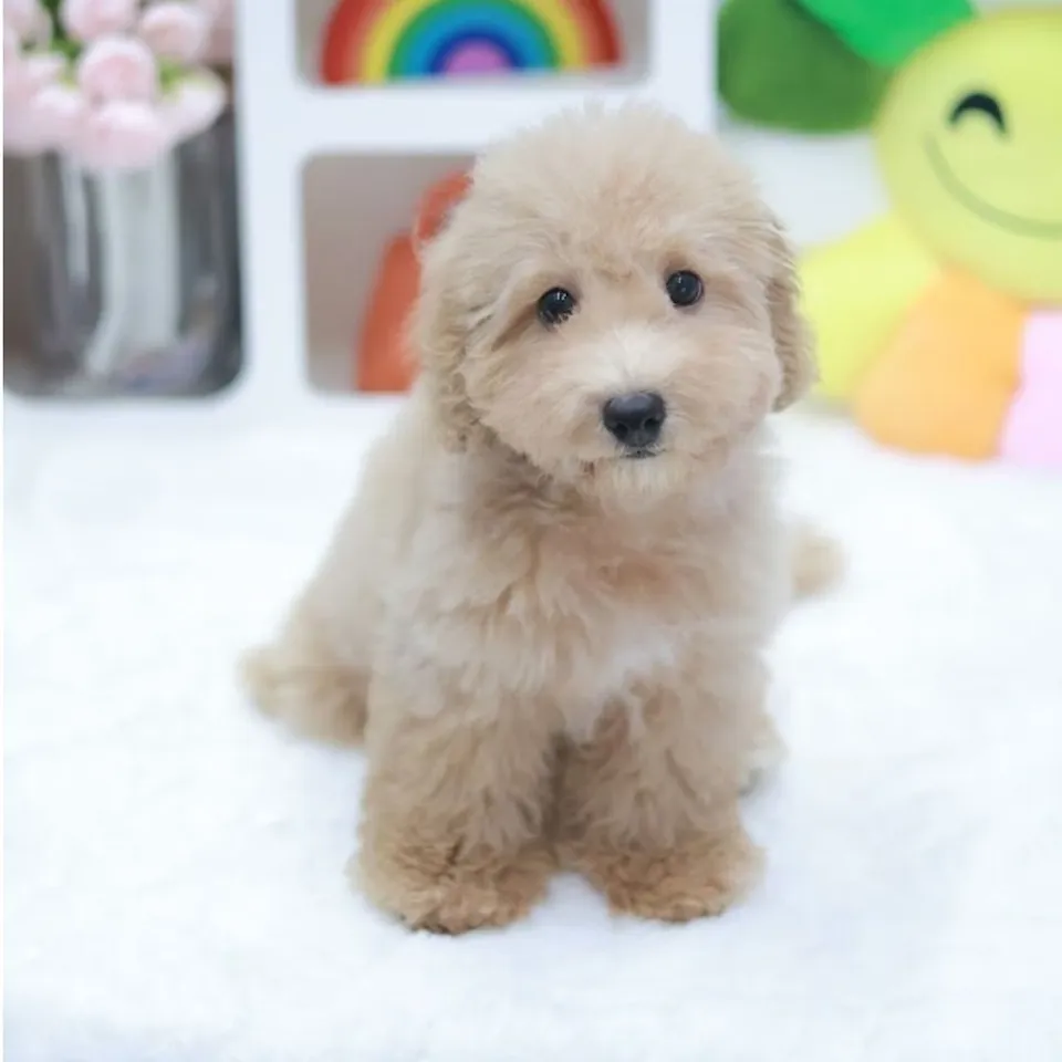 Toast, a Poochon puppy placed with a Singapore family