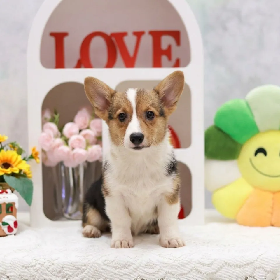 Mei Mei, a Corgi puppy placed with a Singapore family