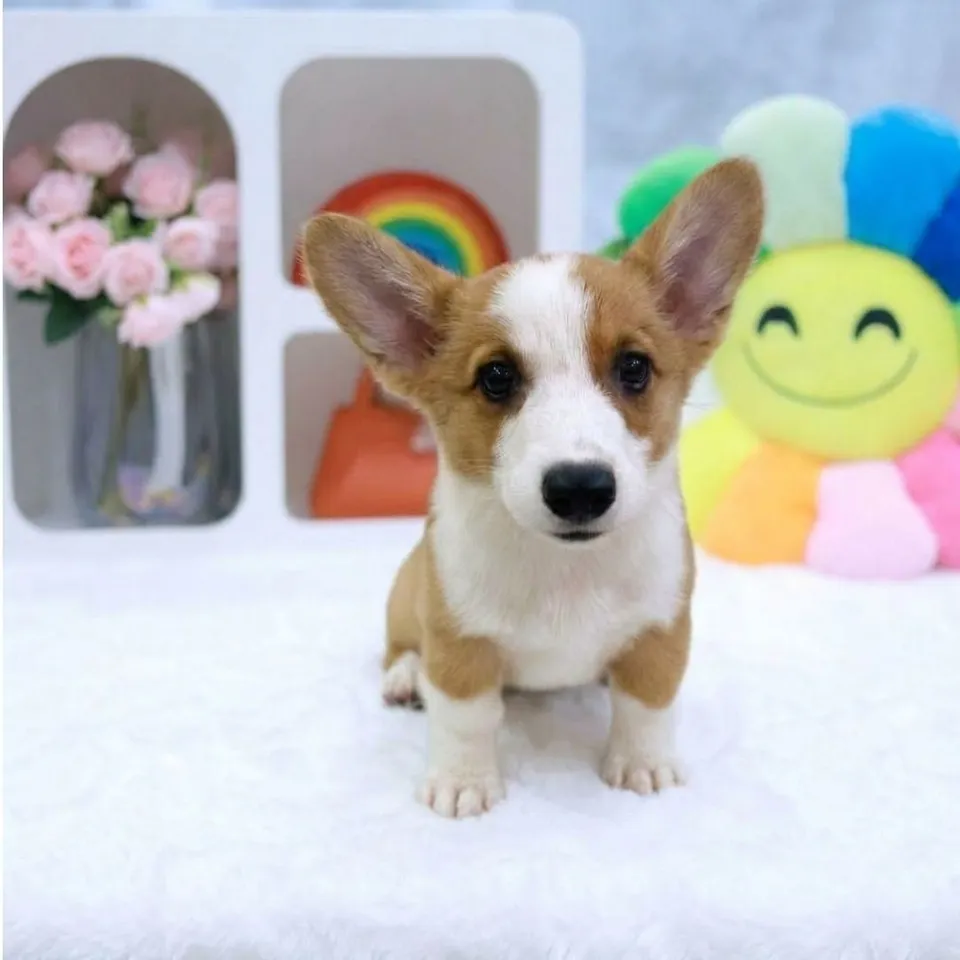 Lychee, a Corgi puppy placed with a Singapore family
