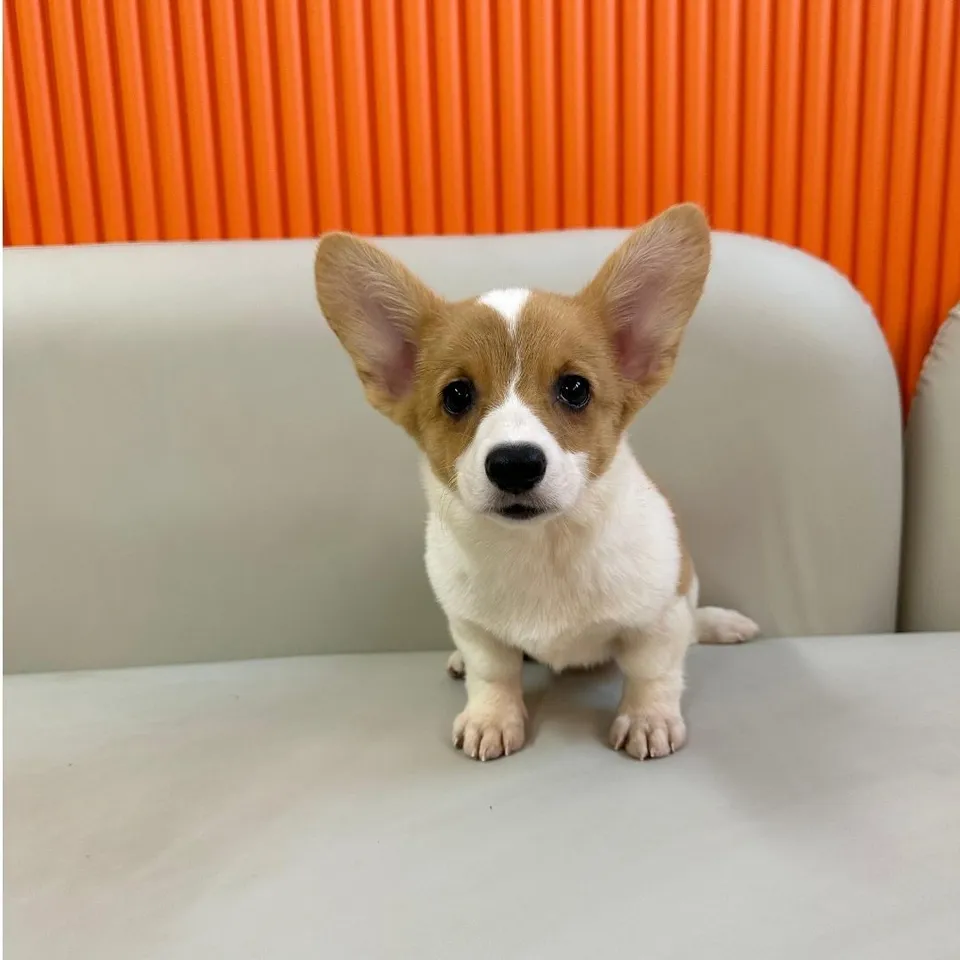 Pomelo, a Corgi puppy placed with a Singapore family