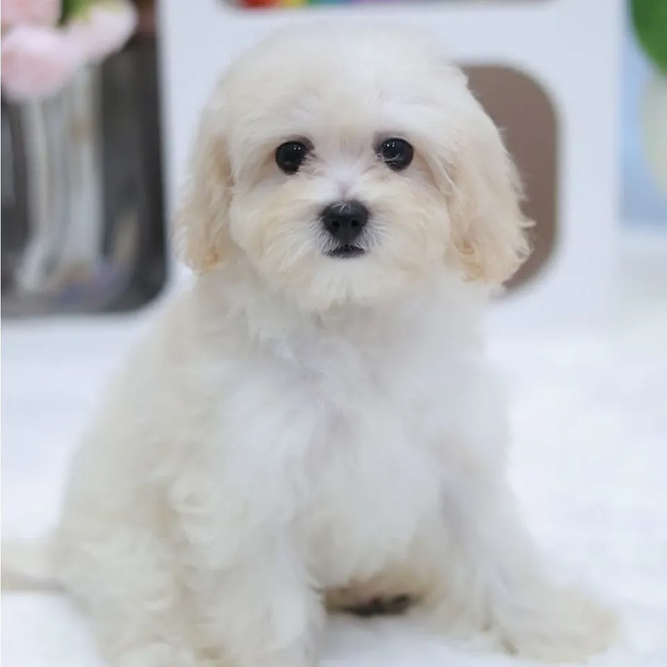 Gao, a Maltipoo puppy placed with a Singapore family