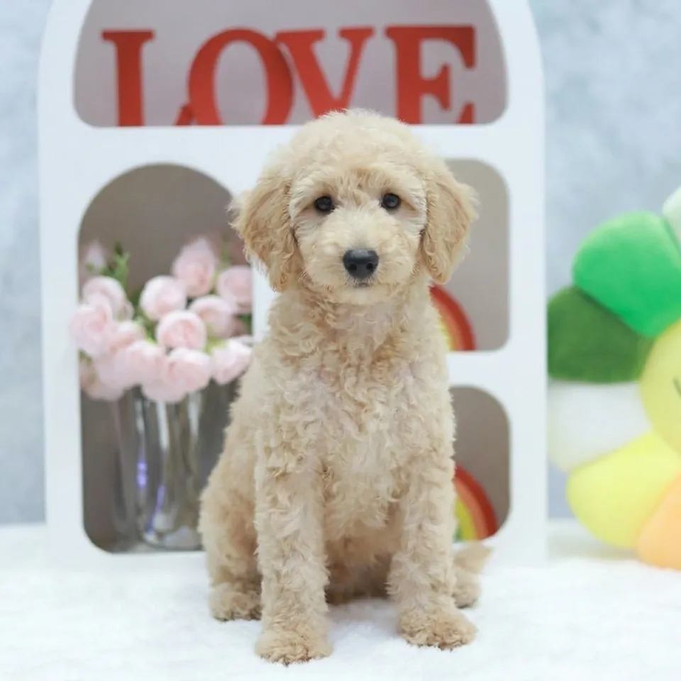 Horlick, a Maltipoo puppy placed with a Singapore family