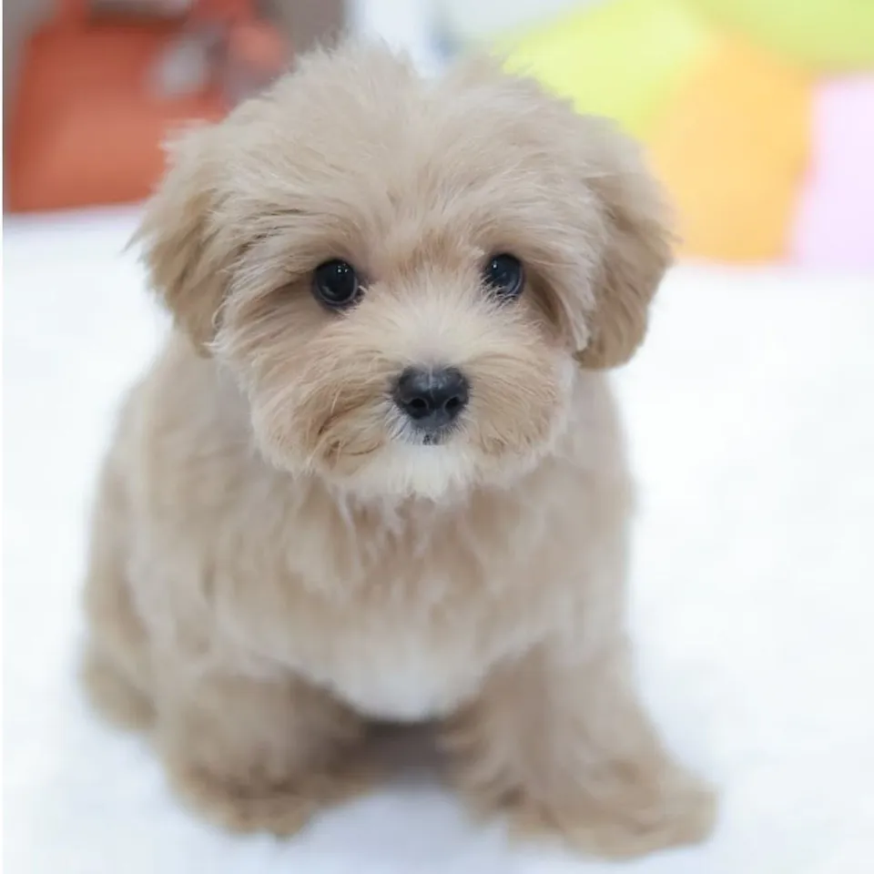 Jackfruit, a Maltipoo puppy placed with a Singapore family
