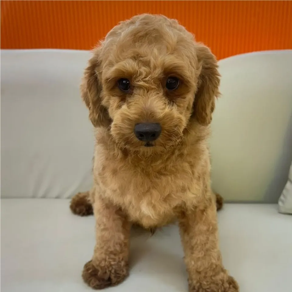 Assam, a Cavapoo puppy placed with a Singapore family