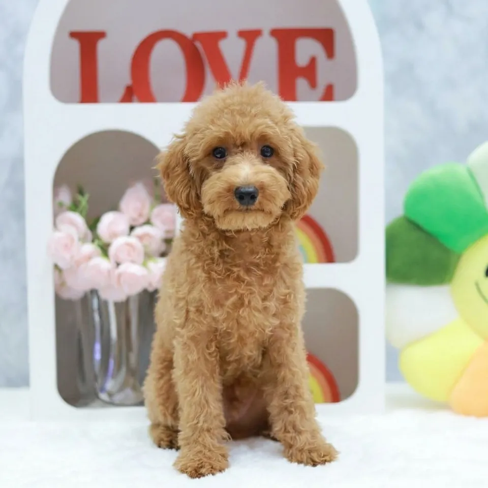 Heng Heng, a Poodle puppy placed with a Singapore family