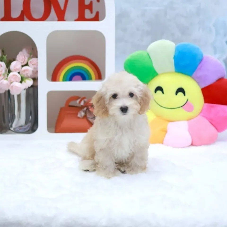 Yakult, a Maltipoo puppy placed with a Singapore family