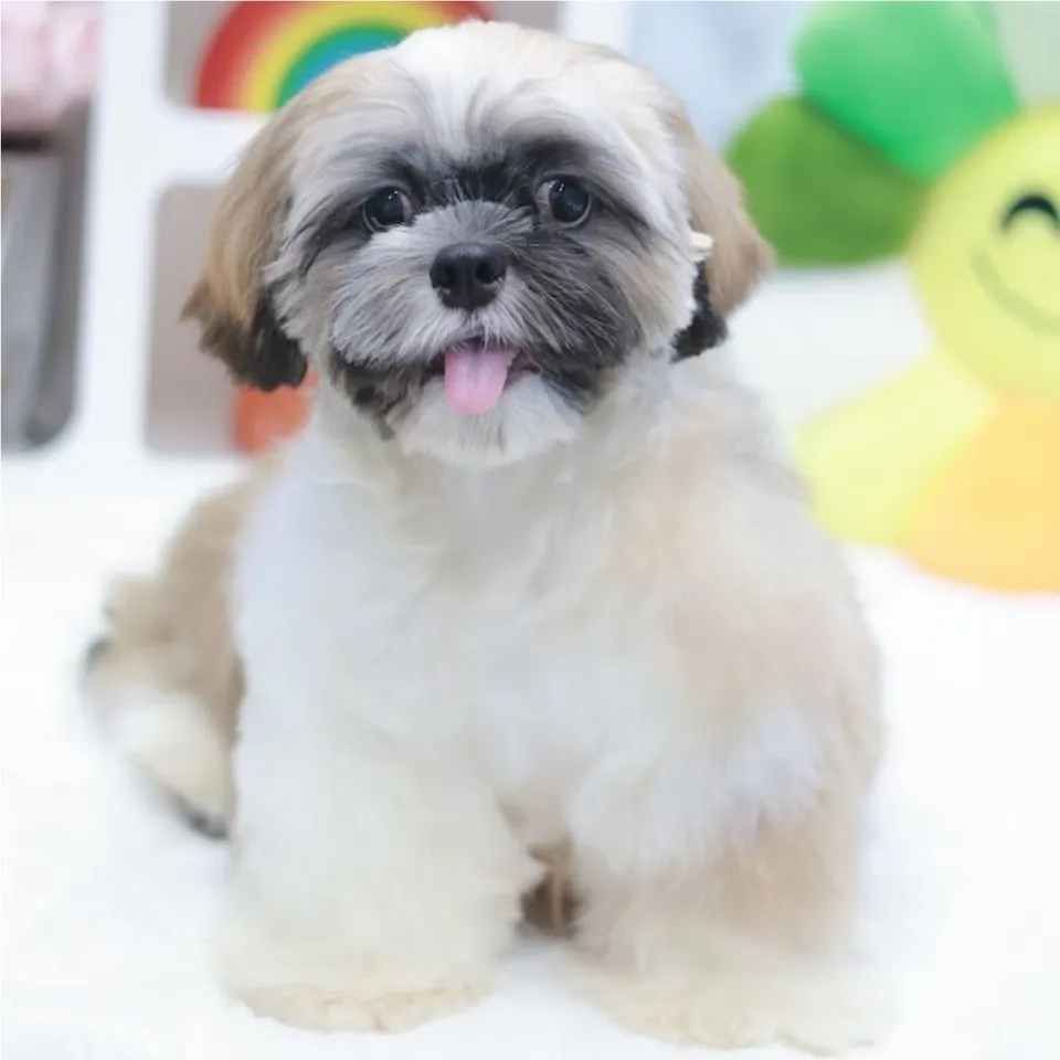 Popiah, tri color shih tzu puppy for sale in Singapore