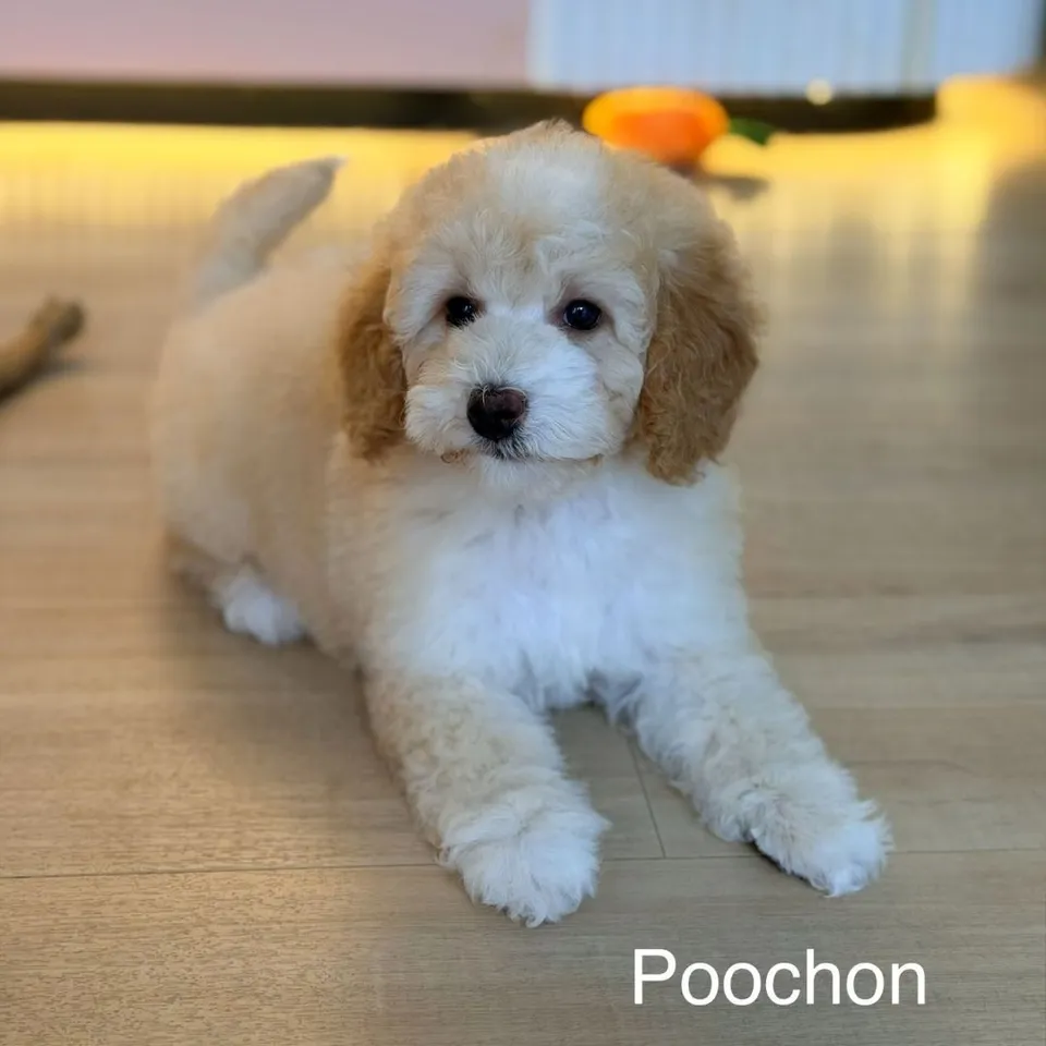 Chilli, apricot poochon puppy for sale in Singapore