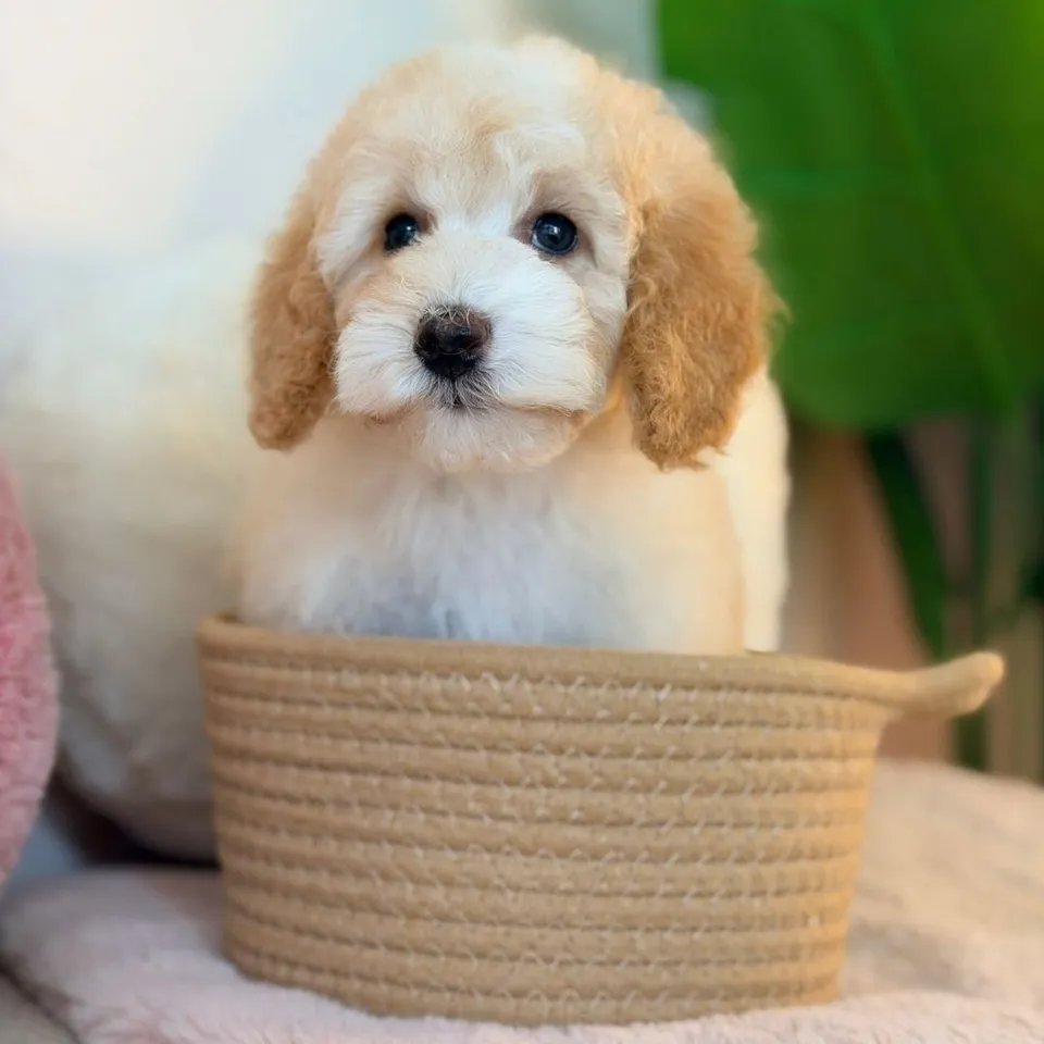 Belacan, apricot poochon puppy for sale in Singapore