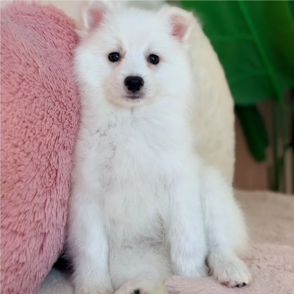 Lemak, white japanese spitz puppy for sale in Singapore