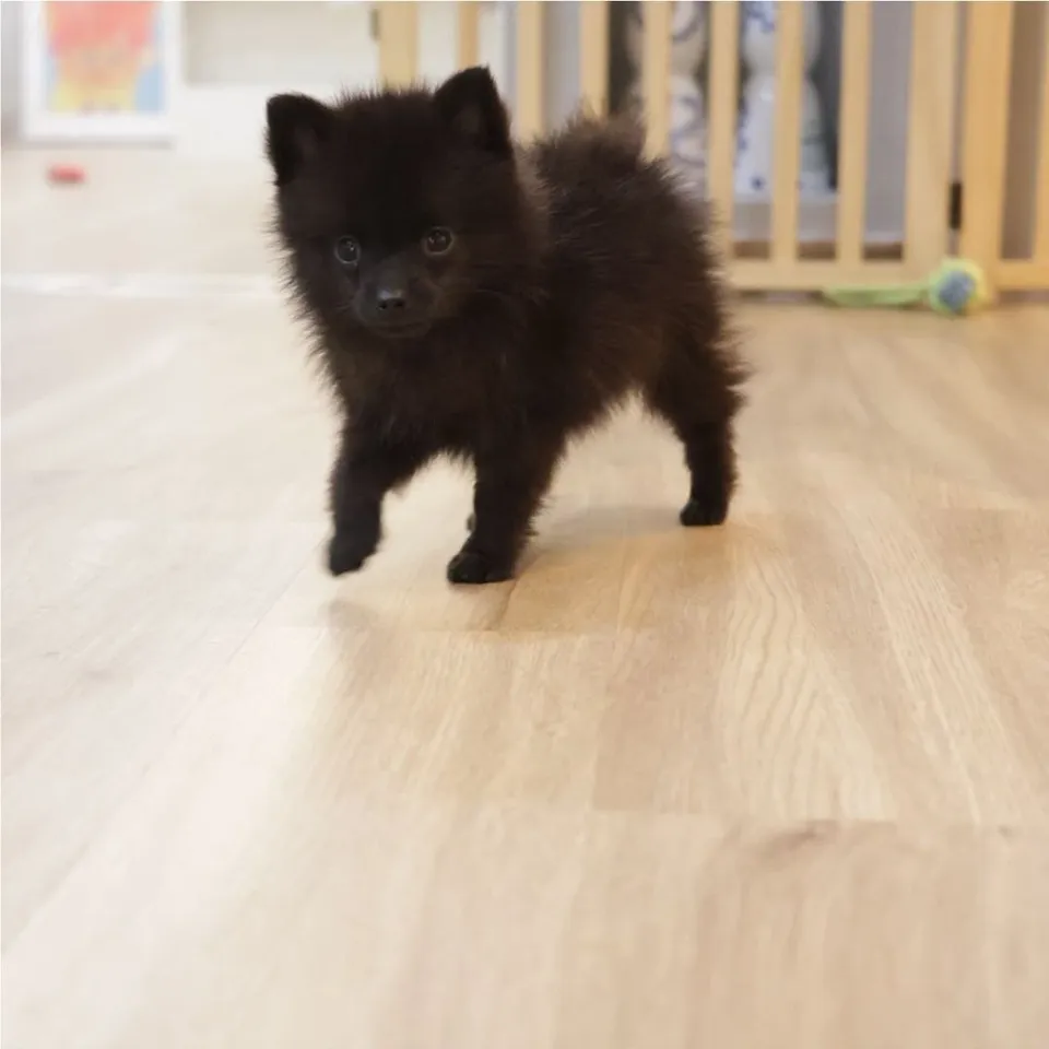Fu Fu, black pomski puppy for sale in Singapore