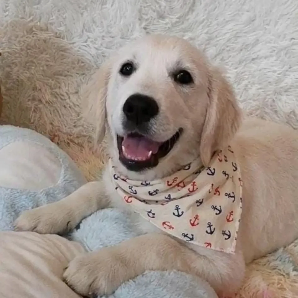 Curry Puff, cream golden retriever puppy for sale in Singapore