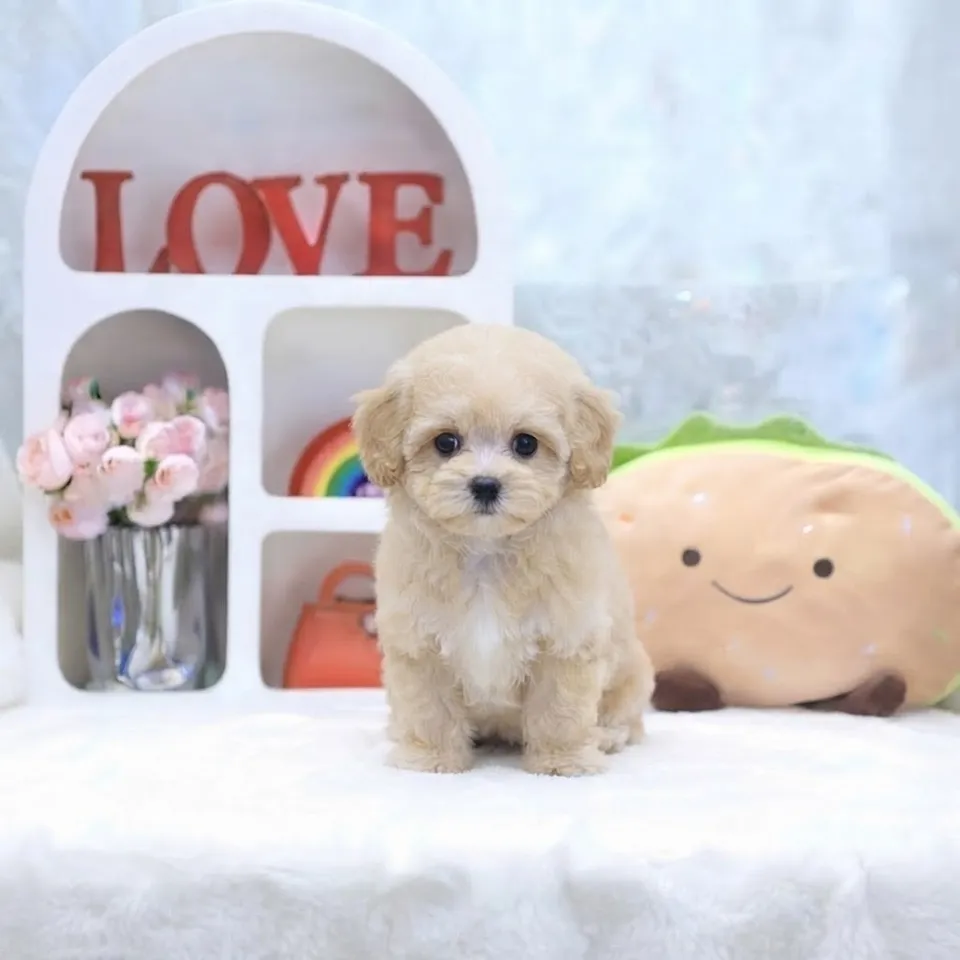 Kueh, a Maltipoo puppy placed with a Singapore family