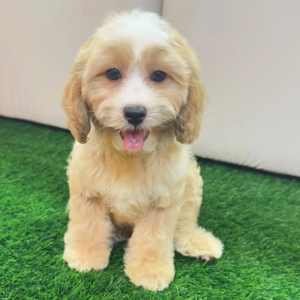 Sambal, a Cavapoo puppy placed with a Singapore family