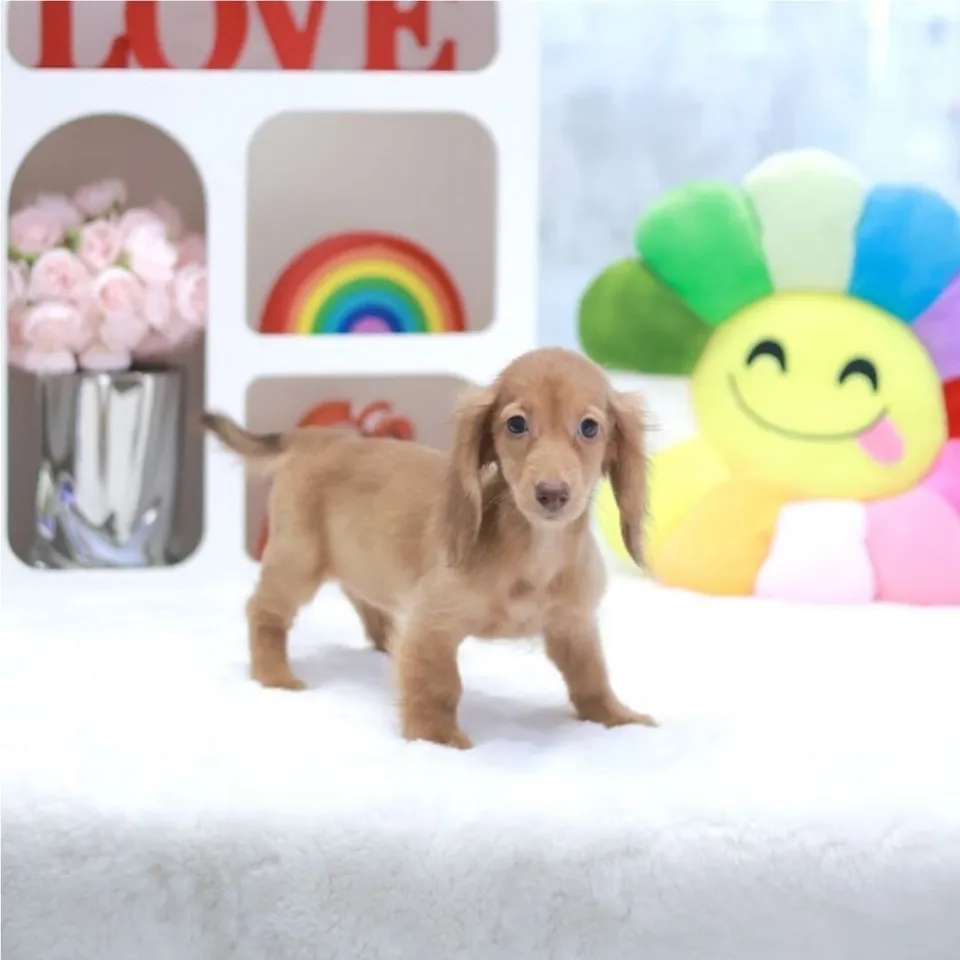 Ikan, a Dachshund puppy placed with a Singapore family