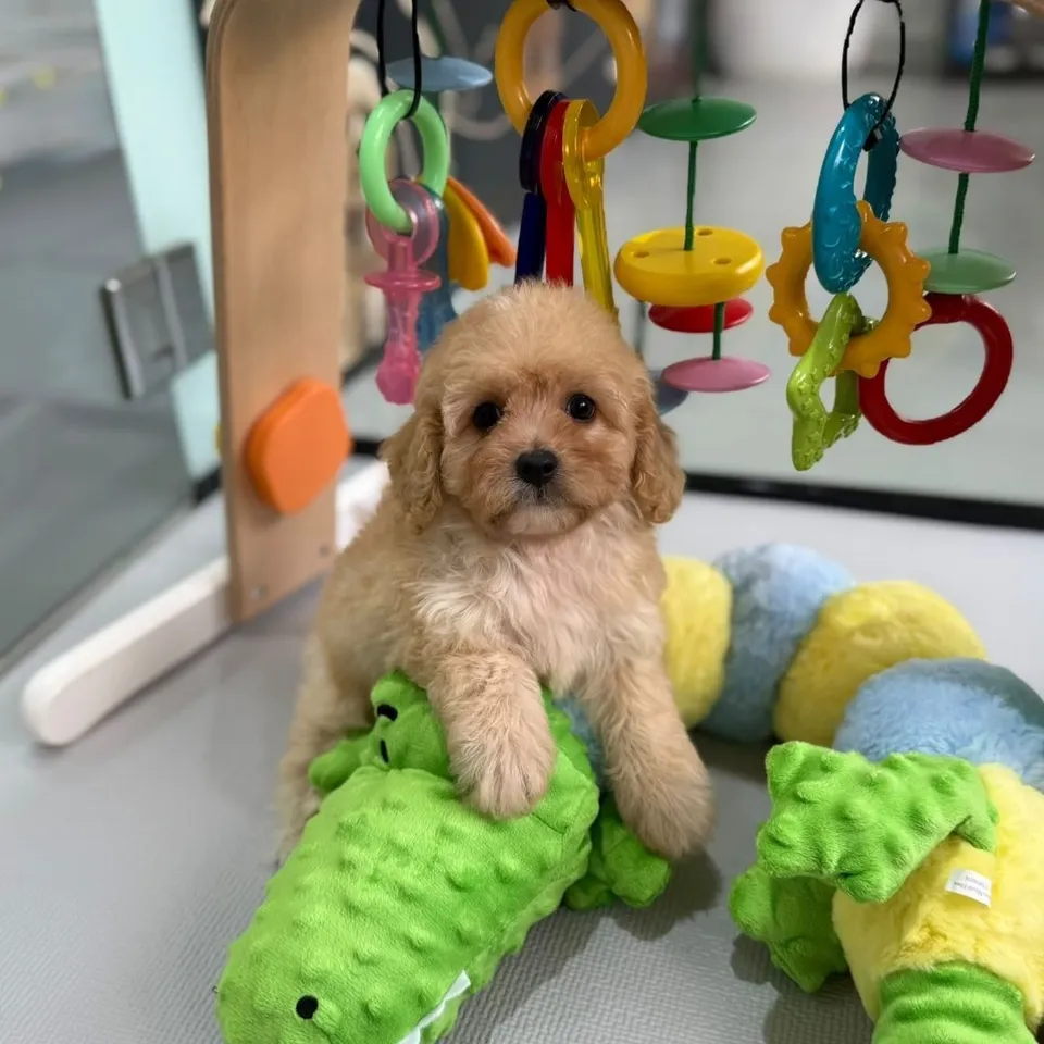 Serai, a Cavapoo puppy placed with a Singapore family