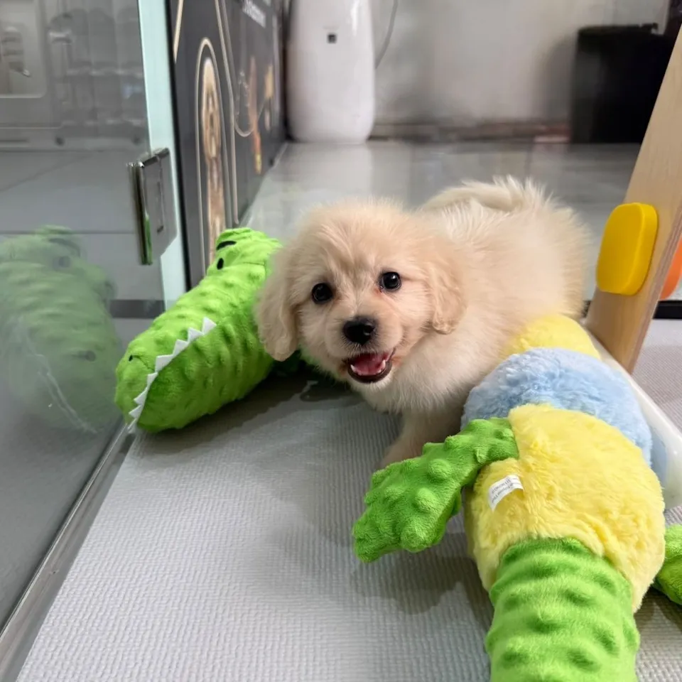 Ketchup, a Cavapoo puppy placed with a Singapore family