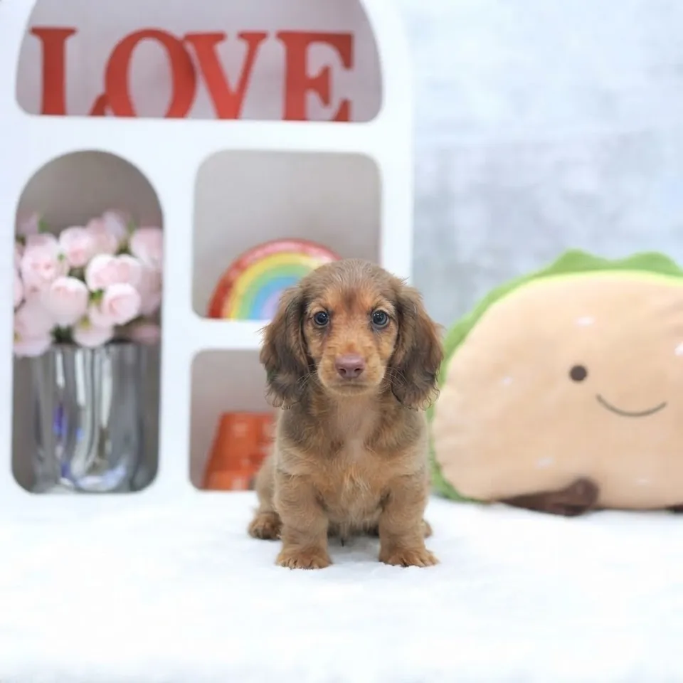 Cinnamon, a Dachshund puppy placed with a Singapore family