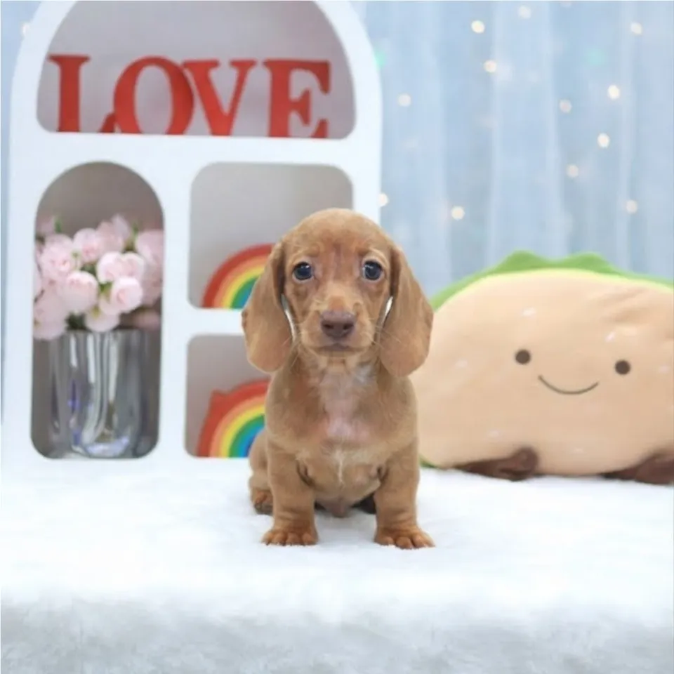 Mangosteen, a Dachshund puppy placed with a Singapore family
