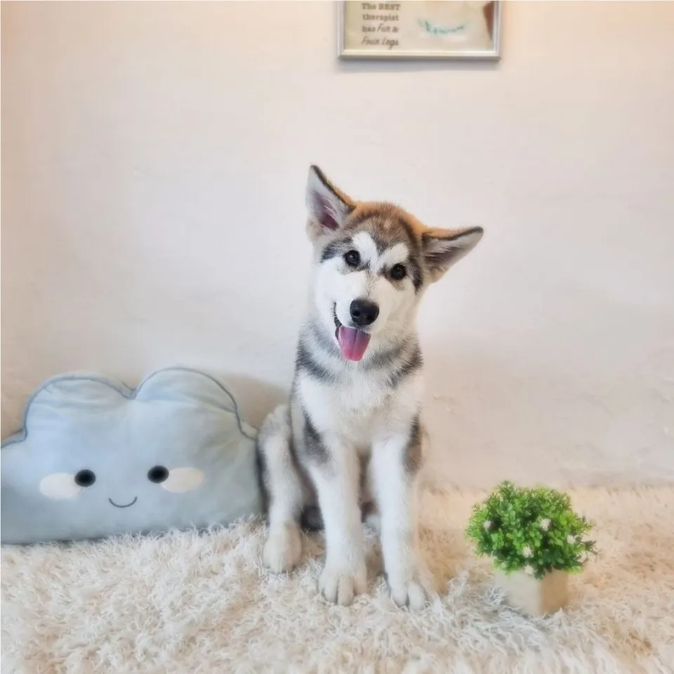 Punggol, grey white alaskan malamute puppy for sale in Singapore