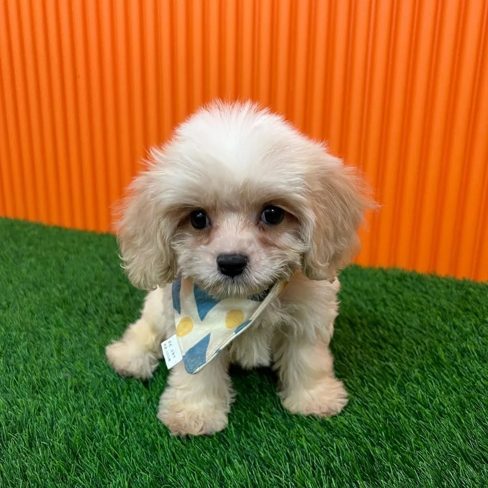 Cendil, a Cavachon puppy placed with a Singapore family