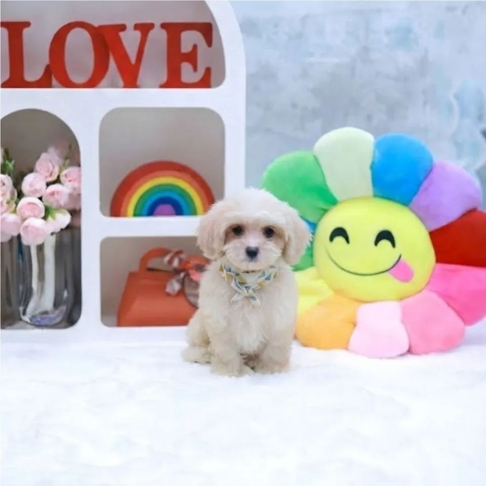 Ginger, a Cavachon puppy placed with a Singapore family