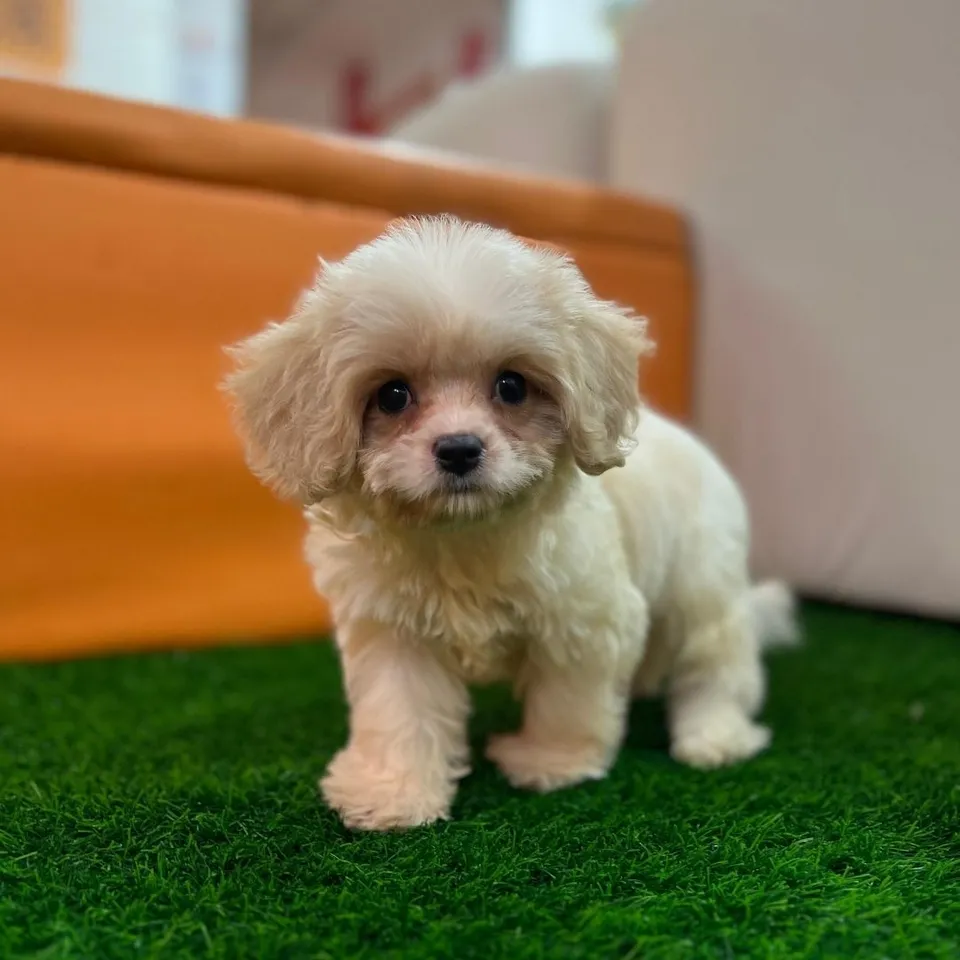 Bee Hoon, a Cavachon puppy placed with a Singapore family