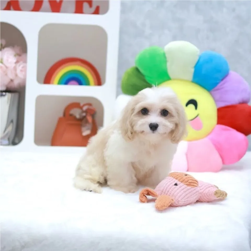 Tumeric, a Maltipoo puppy placed with a Singapore family