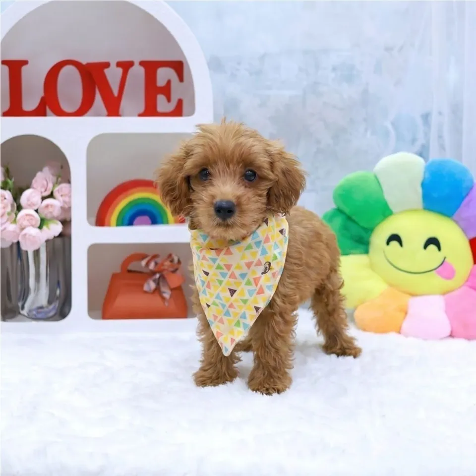 Durian, a Maltipoo puppy placed with a Singapore family