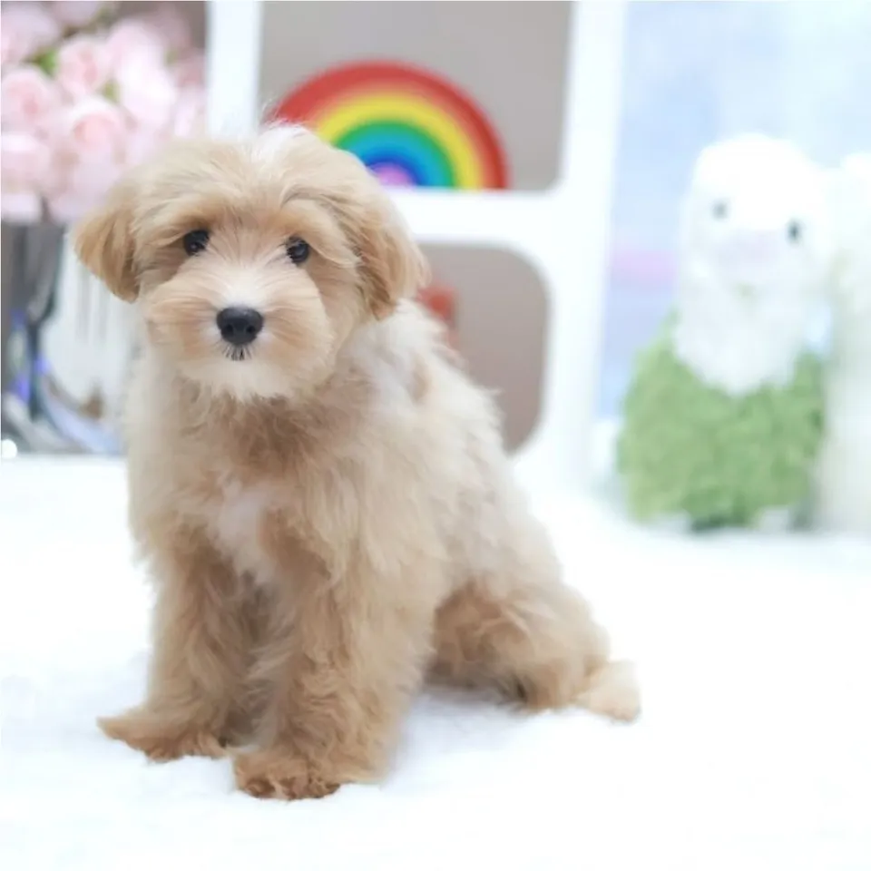Hae Bee, a Maltipoo puppy placed with a Singapore family