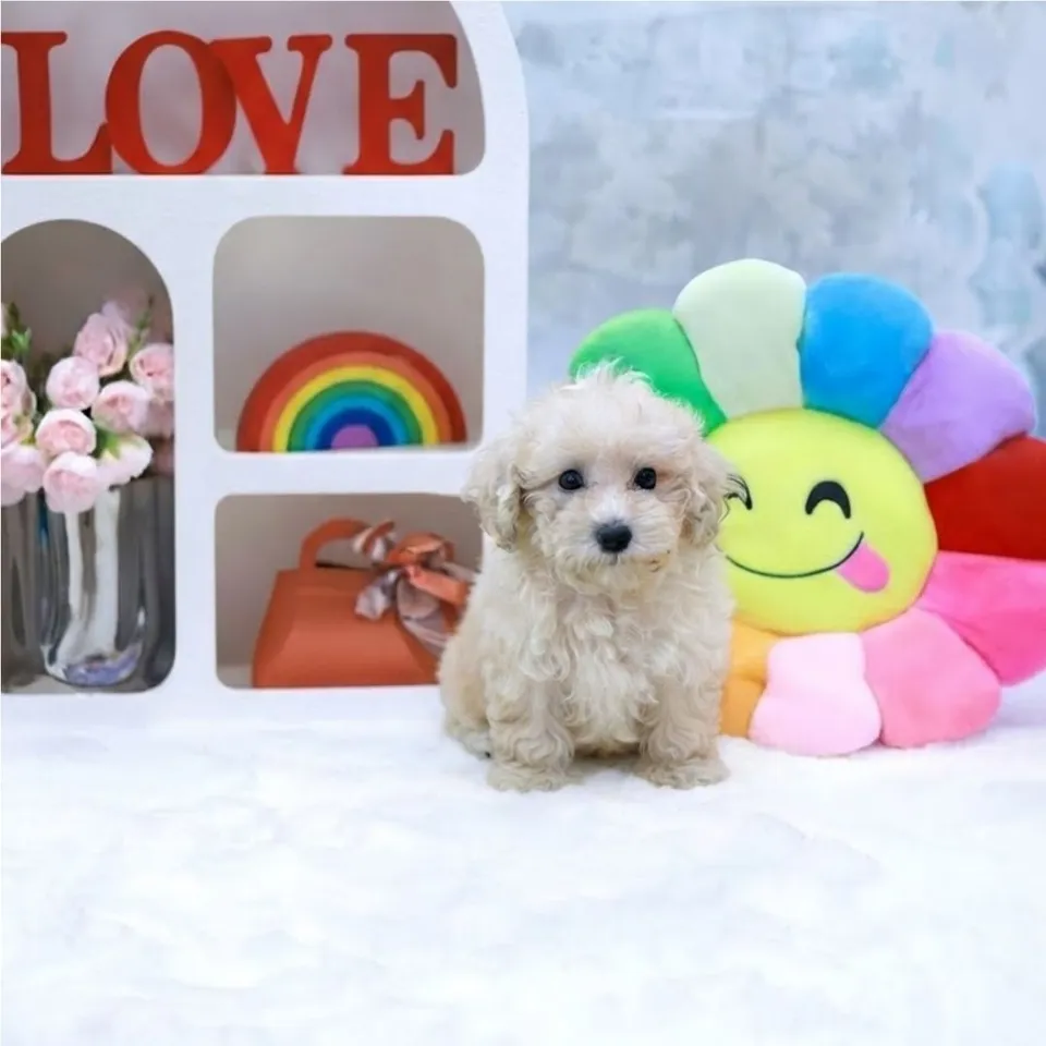 Guava, a Maltipoo puppy placed with a Singapore family