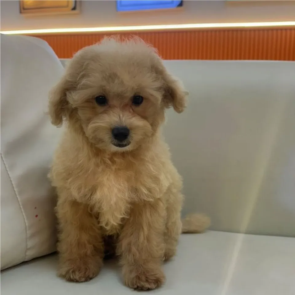 Papaya, a Maltipoo puppy placed with a Singapore family