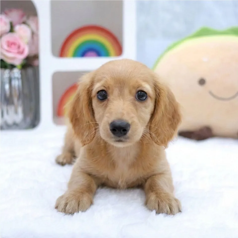 Tiong, a Cavapoo puppy placed with a Singapore family