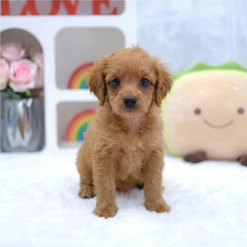 Serangoon, apricot cavapoo puppy for sale in Singapore