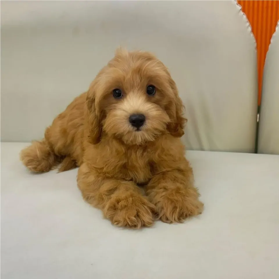 Chye Chye, a Cavapoo puppy placed with a Singapore family