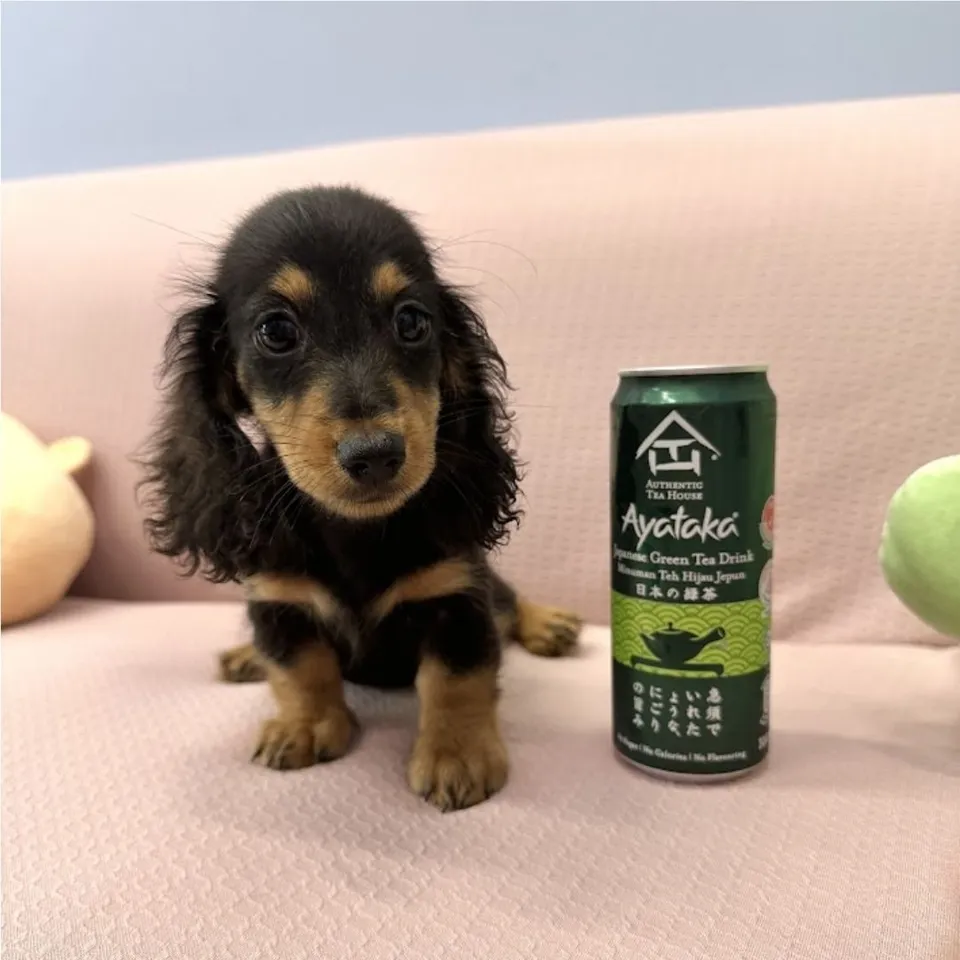 Kopi O, a Dachshund puppy placed with a Singapore family